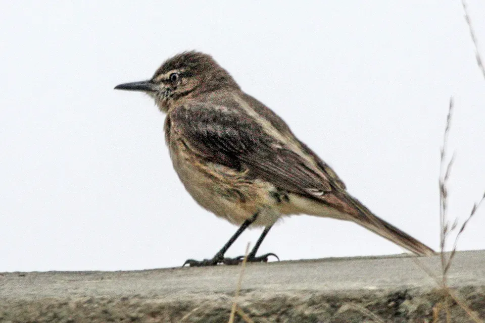 File:Black-billed Shrike-tyrant (Agriornis montanus) (8077573273).jpg