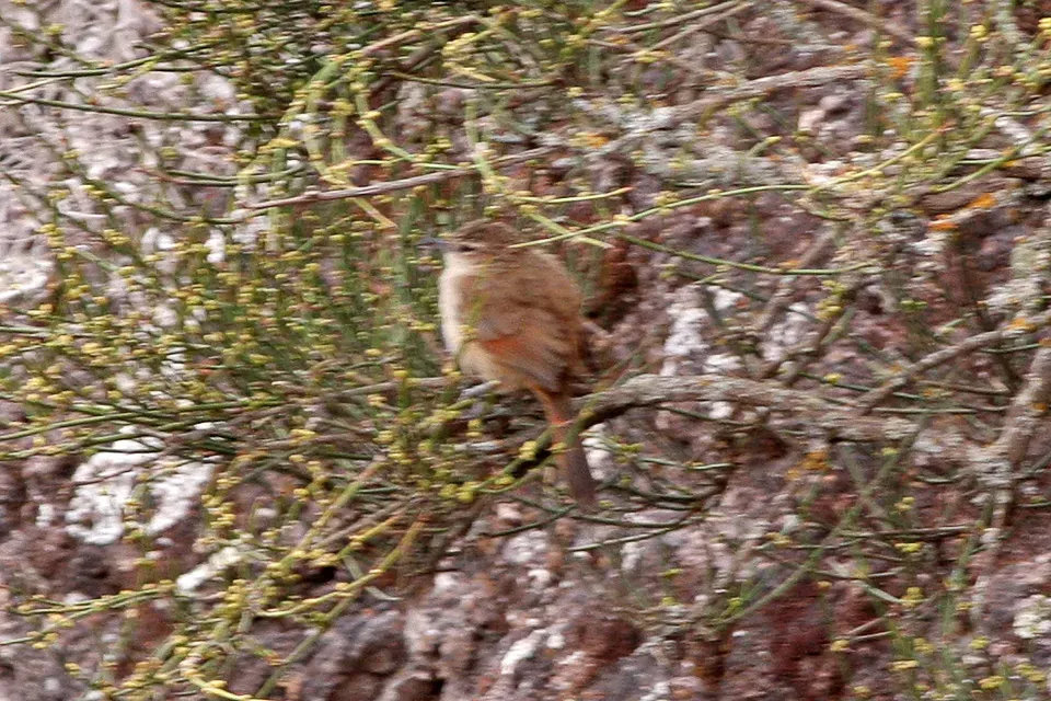 File:Streak-fronted Thornbill (Phacellodomus striaticeps) (8077574349).jpg
