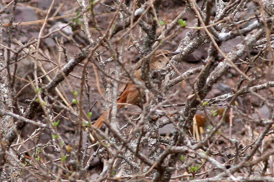 File:Rock Earthcreeper (Ochetorhynchus andaecola) (8077576093).jpg