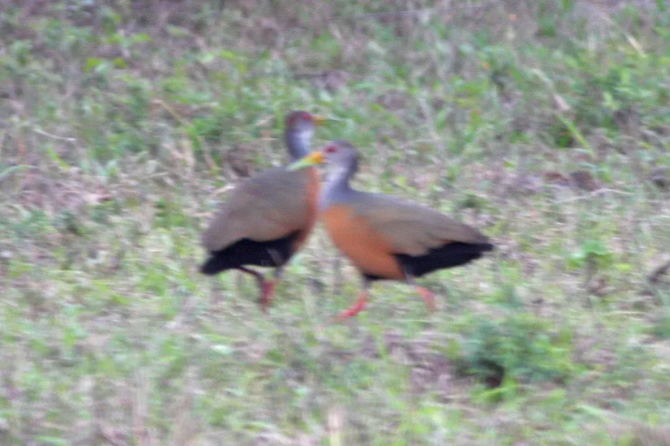 File:Grey-necked Wood Rail (Aramides cajaneus) (8077581885).jpg