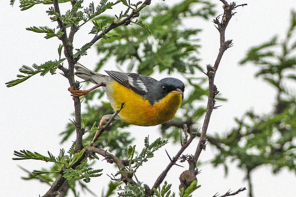 File:Tropical Parula (Setophaga pitiayumi) (8077582423).jpg