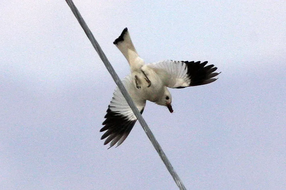 File:White Monjita (Xolmis irupero) (8077583605).jpg
