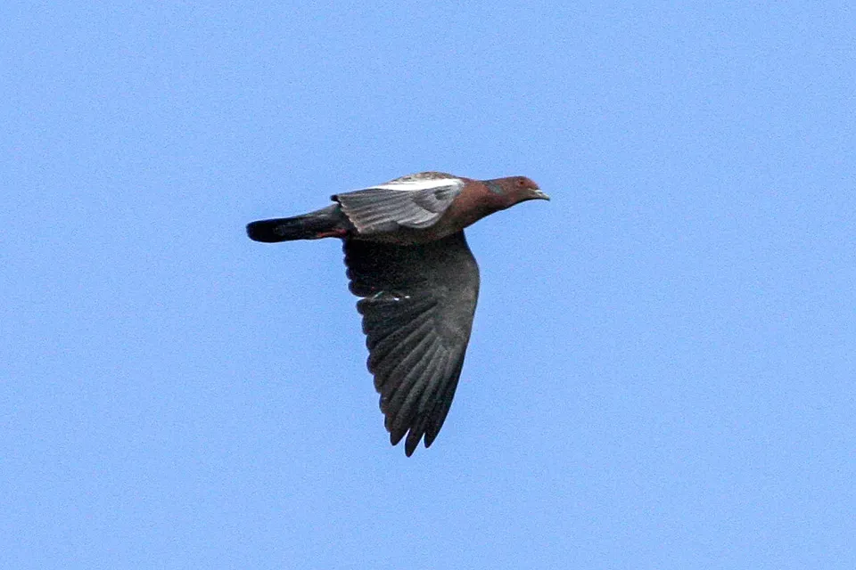 File:Picazuro Pigeon (Patagioenas picazuro) (8077575098).jpg