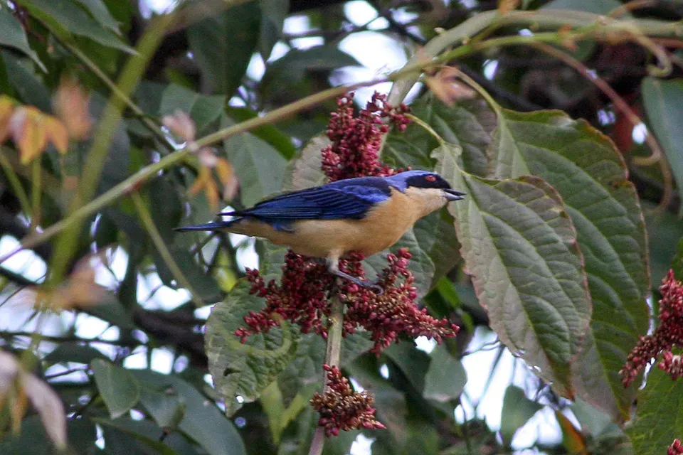 File:Fawn-breasted Tanager (Pipraeidea melanonota) (8077578286).jpg