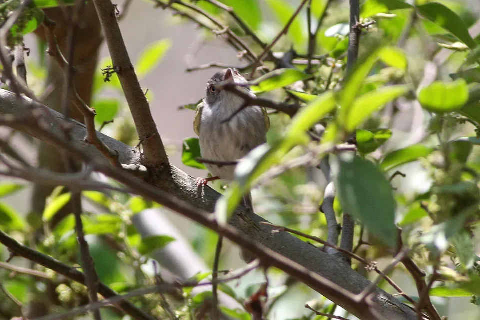 File:Pearly-vented Tody-Tyrant (Hemitriccus margaritaceiventer) (8077579672).jpg
