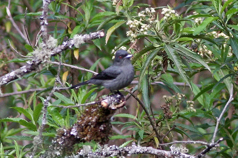 File:Plumbeous Tyrant (Knipolegus cabanisi) (8077590131).jpg