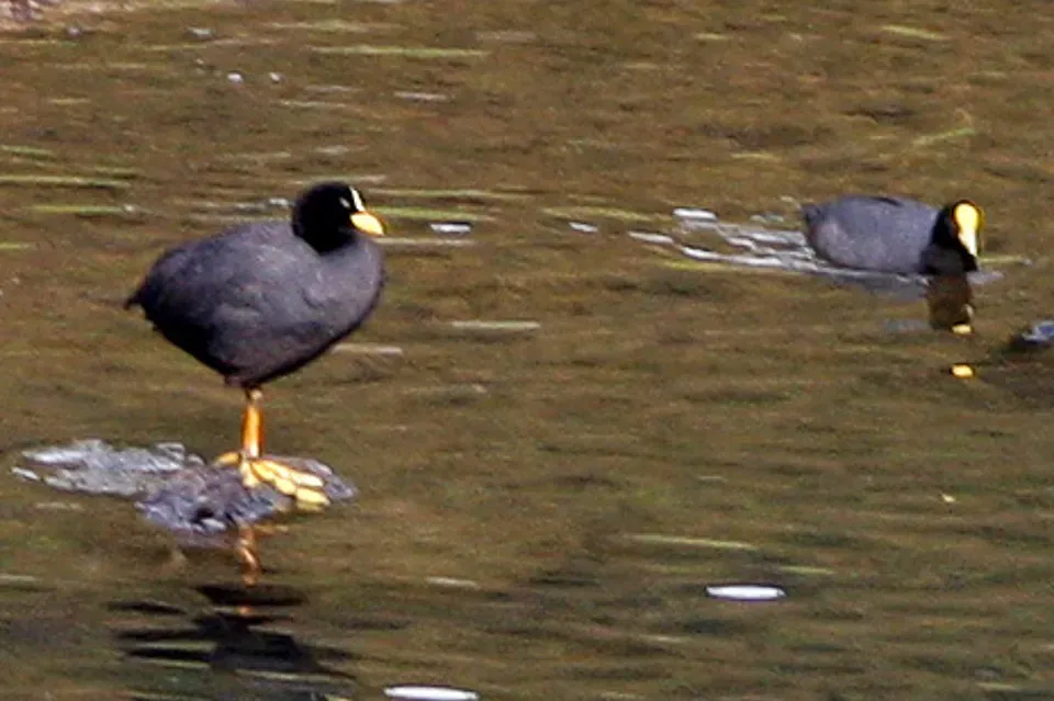 File:Red-gartered Coot (Fulica armillata) (8077594825).jpg