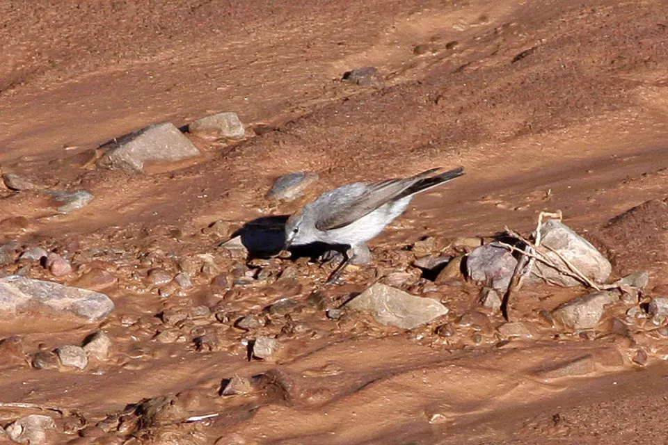 File:Rufous-naped Ground-Tyrant (Muscisaxicola rufivertex) (8077586132).jpg