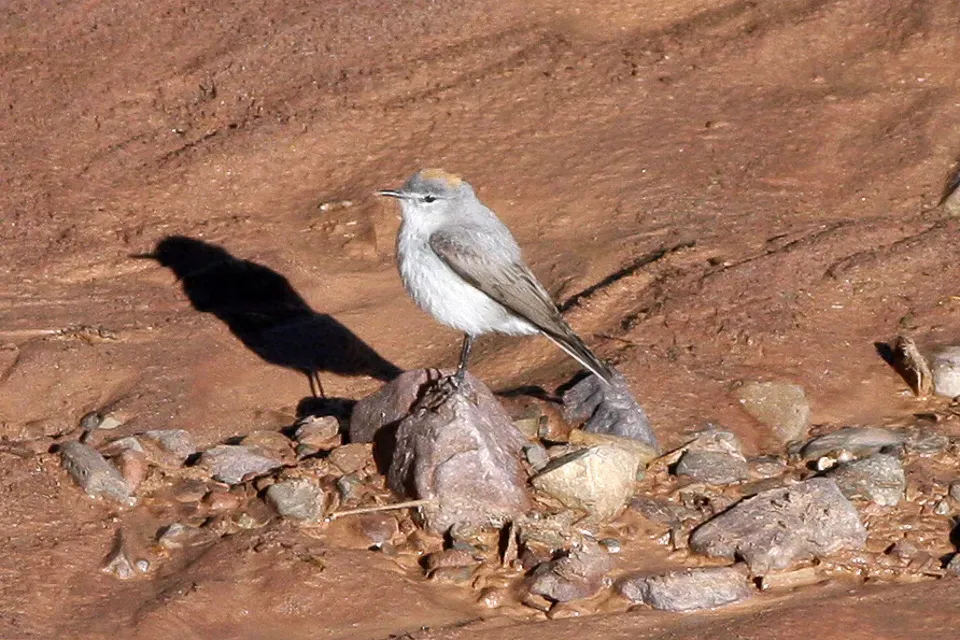 File:Rufous-naped Ground-Tyrant (Muscisaxicola rufivertex) (8077586548).jpg