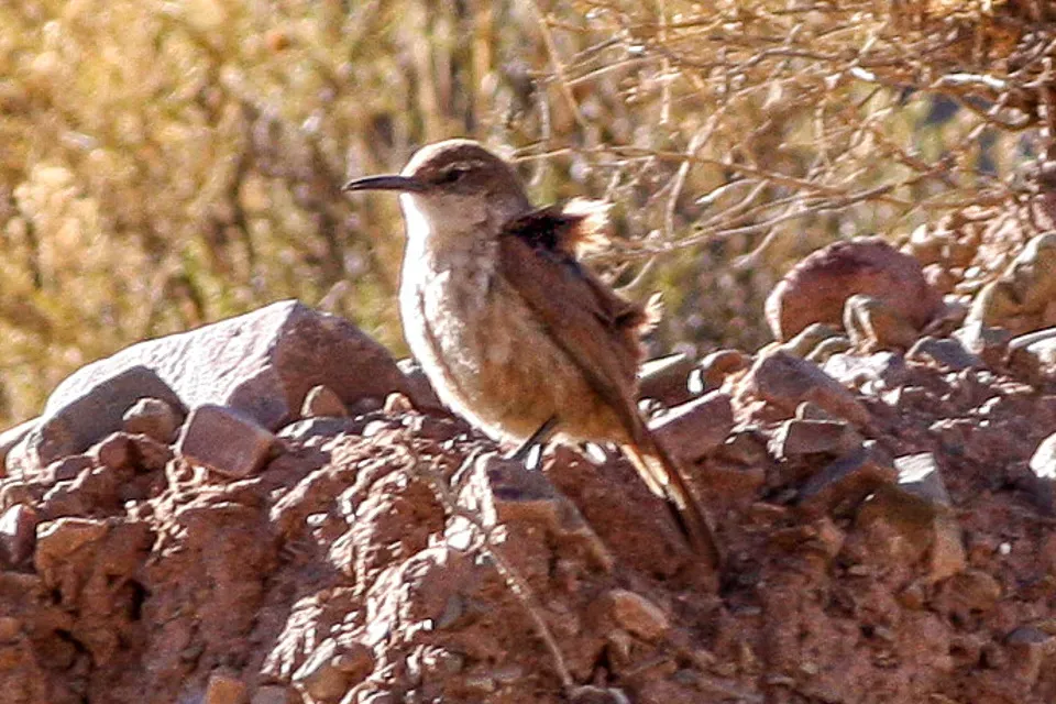 File:Common Miner (Geositta cunicularia) (8077587002).jpg