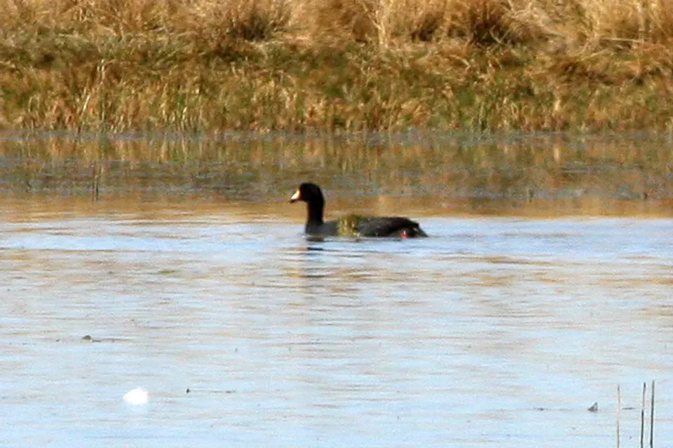 File:Giant Coot (Fulica gigantea) (8077598163).jpg
