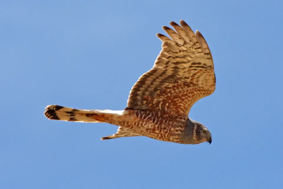 File:Cinereous Harrier (Circus cinereus) (8077599255).jpg