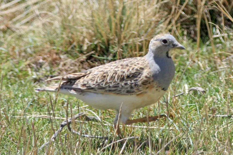 File:Grey-breasted Seedsnipe (Thinocorus orbignyianus) (8077594640).jpg