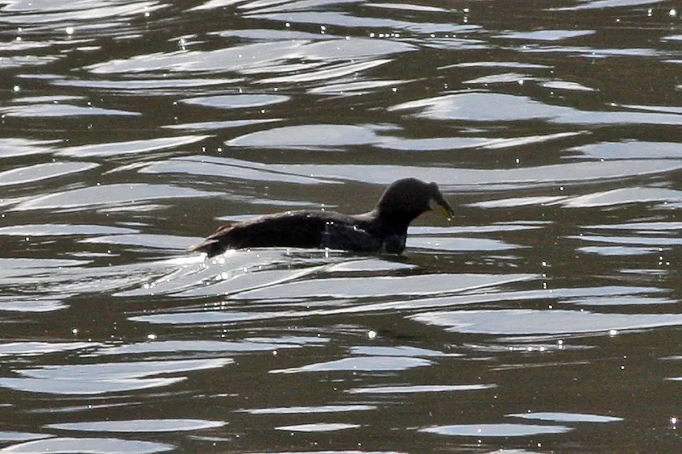 File:Horned Coot (Fulica cornuta) (8077606945).jpg