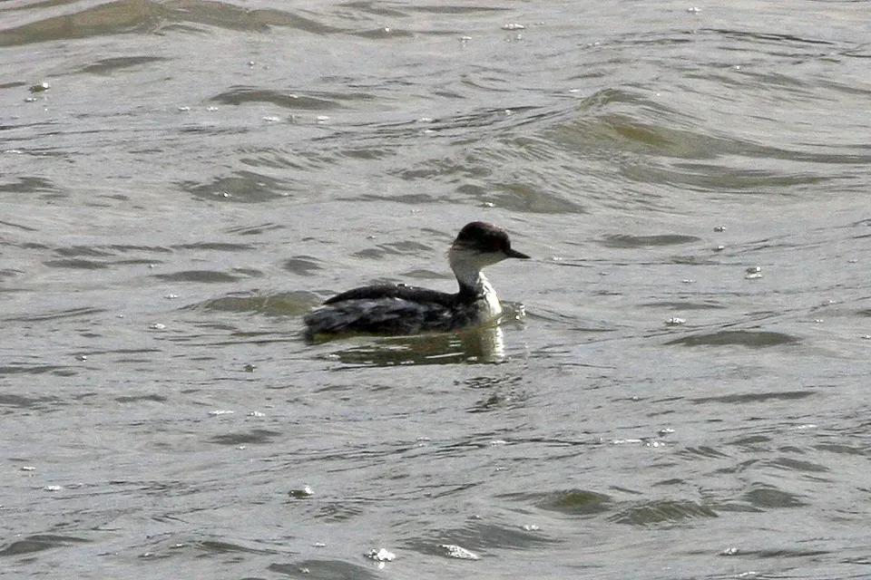 File:Silvery Grebe (Podiceps occipitalis) (8077598408).jpg