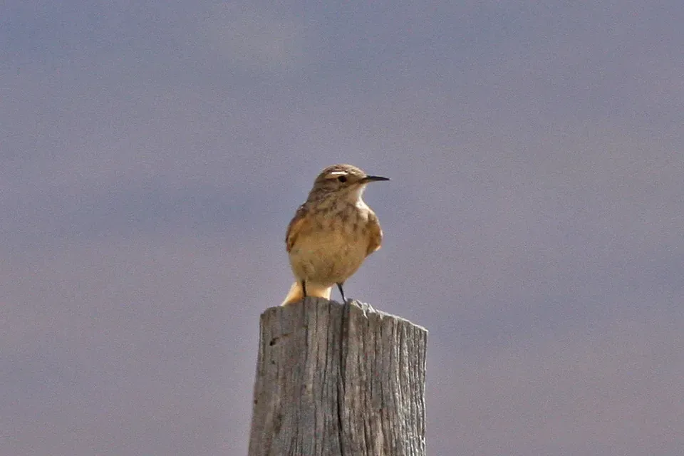 File:Common Miner (Geositta cunicularia) (8077617177).jpg
