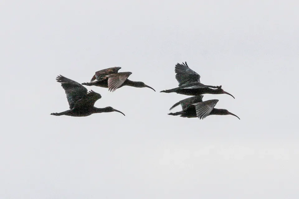 File:Puna Ibis (Plegadis ridgwayi) (8077618493).jpg