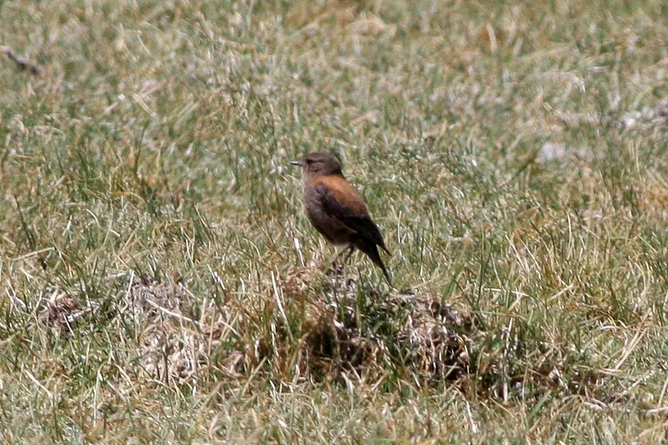 File:Andean Negrito (Lessonia oreas) (8077619521).jpg
