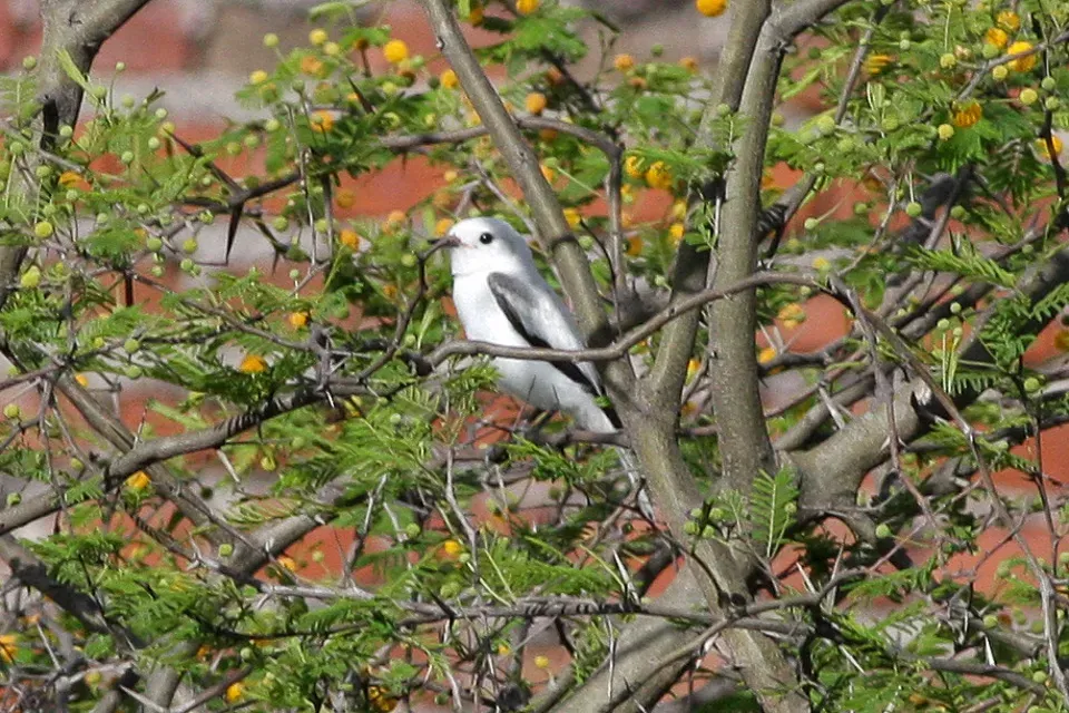 File:White Monjita (Xolmis irupero) (8077622491).jpg