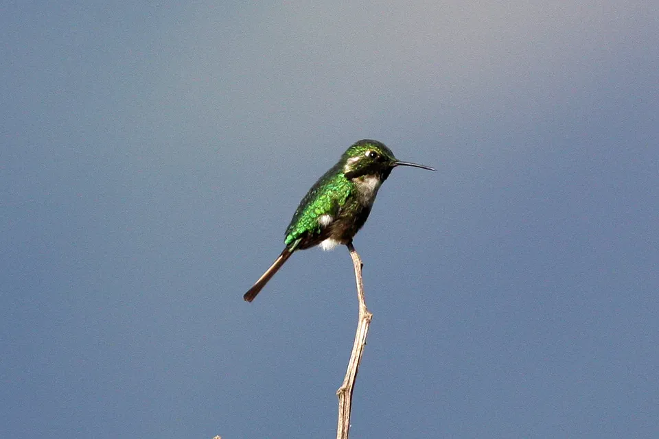 File:Slender-tailed Woodstar (Microstilbon burmeisteri) (8077616362).jpg