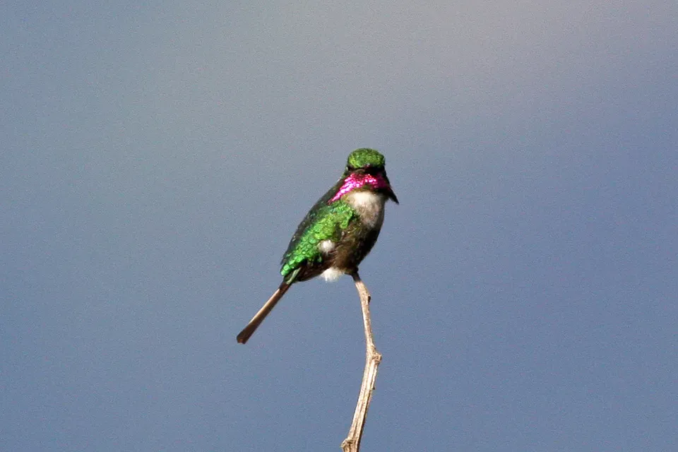 File:Slender-tailed Woodstar (Microstilbon burmeisteri) (8077625617).jpg