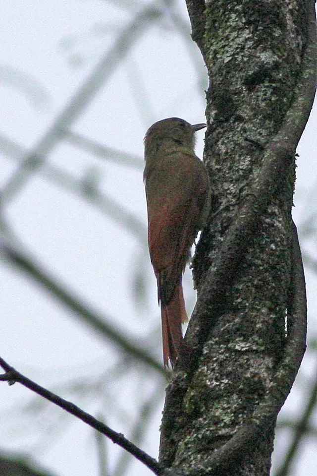 File:Olivaceous Woodcreeper (Sittasomus griseicapillus) (8077618280).jpg