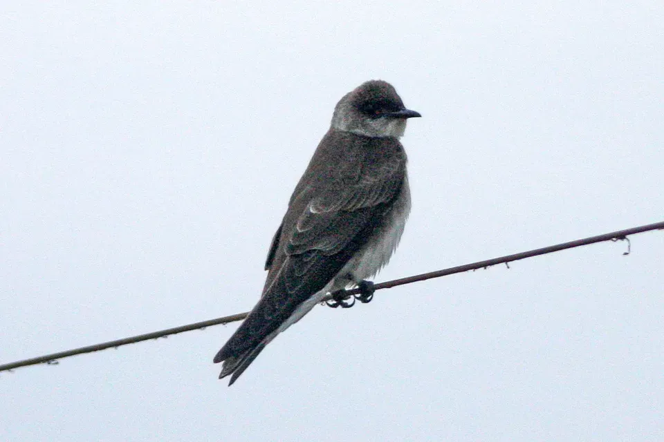File:Brown-chested Martin (Progne tapera) (8077621726).jpg