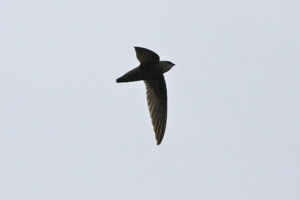 File:Sick's Swift (Chaetura meridionalis) (8077631213).jpg