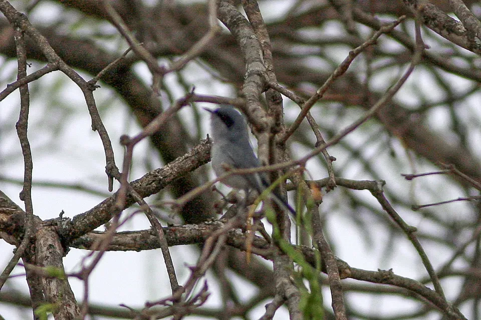 File:Masked Gnatcatcher (Polioptila dumicola) (8077633125).jpg