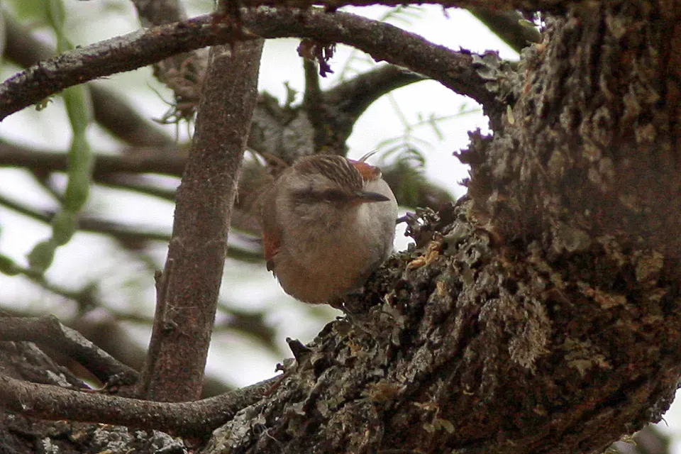 File:Stripe-crowned Spinetail (Cranioleuca pyrrhophia) (8077624374).jpg