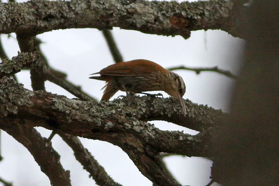 File:Narrow-billed Woodcreeper (Lepidocolaptes angustirostris) (8077634901).jpg