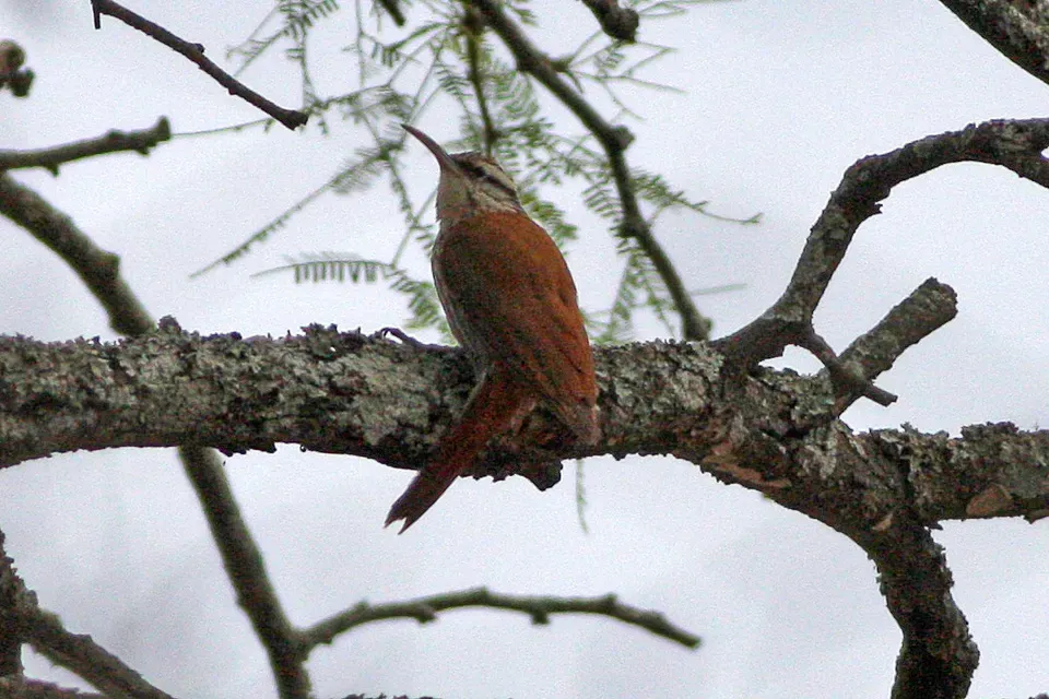 File:Narrow-billed Woodcreeper (Lepidocolaptes angustirostris) (8077626160).jpg