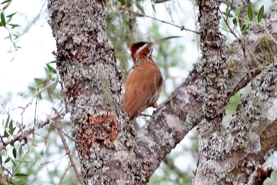 File:Scimitar-billed Woodcreeper (Drymornis bridgesii) (8077630580).jpg
