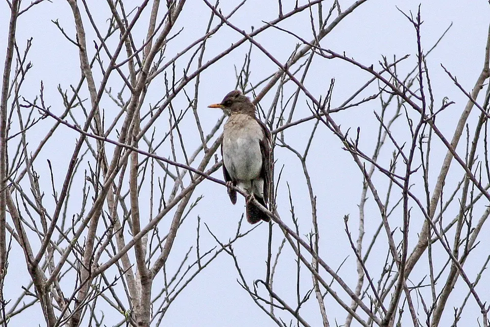File:Creamy-bellied Thrush (Turdus amaurochalinus) (8077632848).jpg