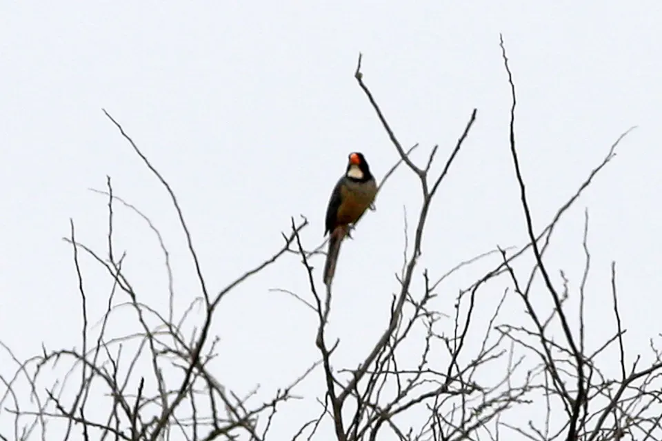 File:Golden-billed Saltator (Saltator aurantiirostris) (8077634262).jpg