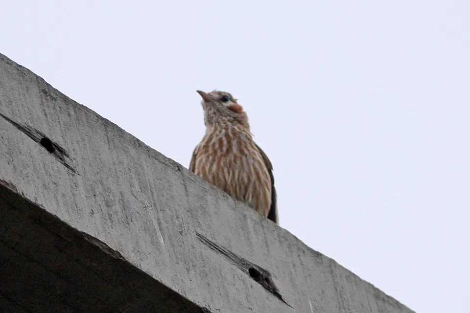 File:Lark-like Brushrunner (Coryphistera alaudina) (8077635498).jpg