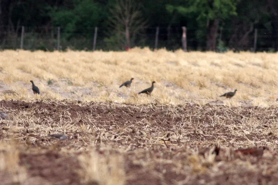 File:Chaco Chachalaca (Ortalis canicollis) (8077649287).jpg