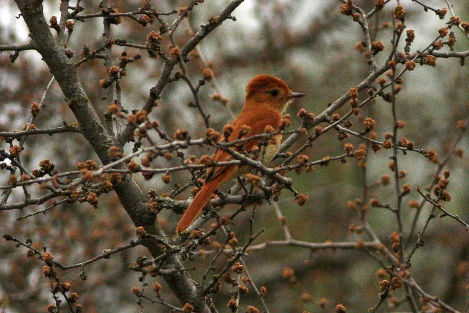 File:Rufous Casiornis (Casiornis rufus) (8077649771).jpg