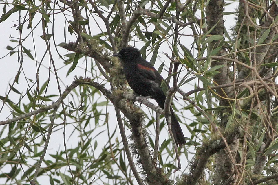 File:Epaulet Oriole (Icterus cayanensis) (8077643308).jpg