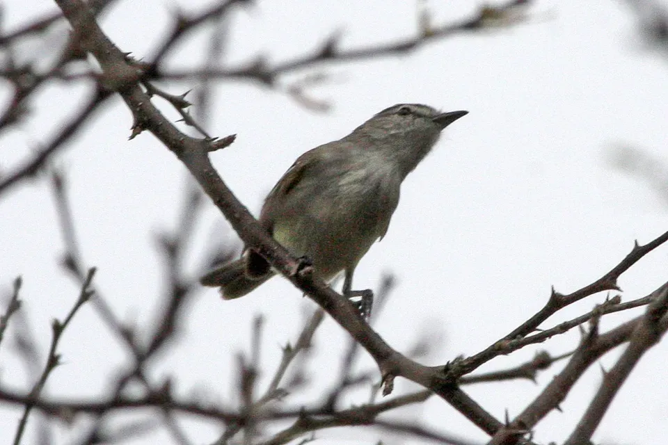 File:Suiriri Flycatcher (Suiriri suiriri) (8077653385).jpg