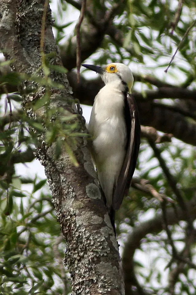 File:White Woodpecker (Melanerpes candidus) (8077653779).jpg