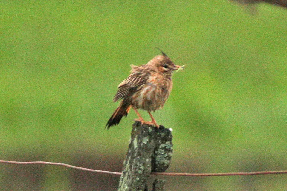 File:Lark-like Brushrunner (Coryphistera alaudina) (8077646902).jpg