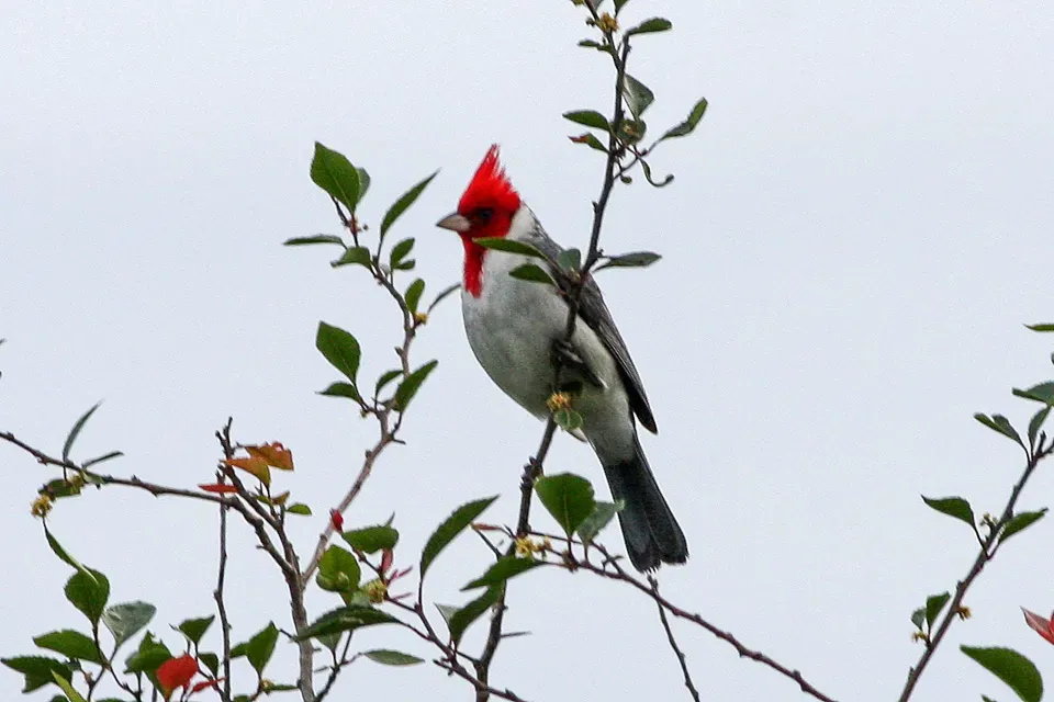 File:Red-crested Cardinal (Paroaria coronata) (8077657121).jpg