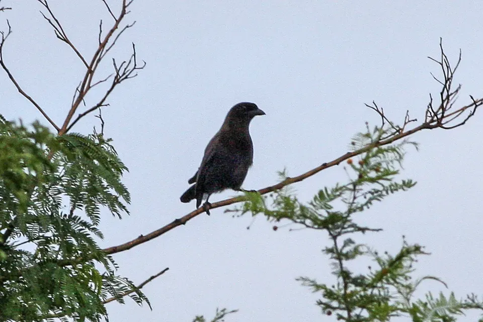 File:Purplish Jay (Cyanocorax cyanomelas) (8077648584).jpg