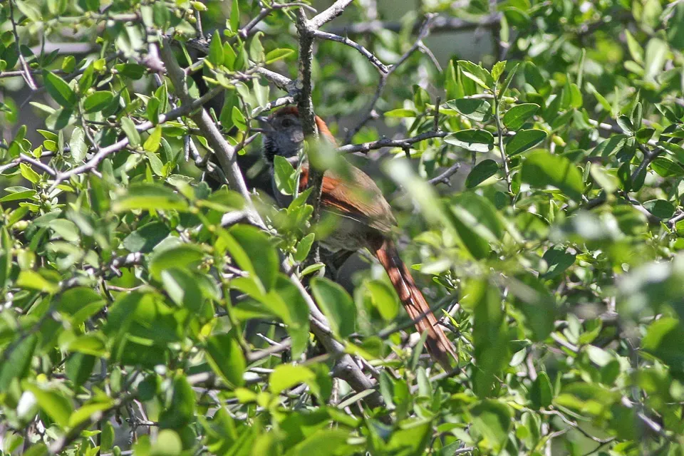 File:Sooty-fronted Spinetail (Synallaxis frontalis) (8077660125).jpg