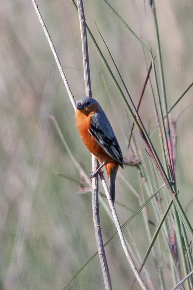 File:Tawny-bellied Seedeater (Sporophila hypoxantha) (8077654234).jpg