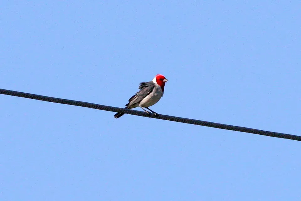 File:Yellow-billed Cardinal (Paroaria capitata) (8077654628).jpg