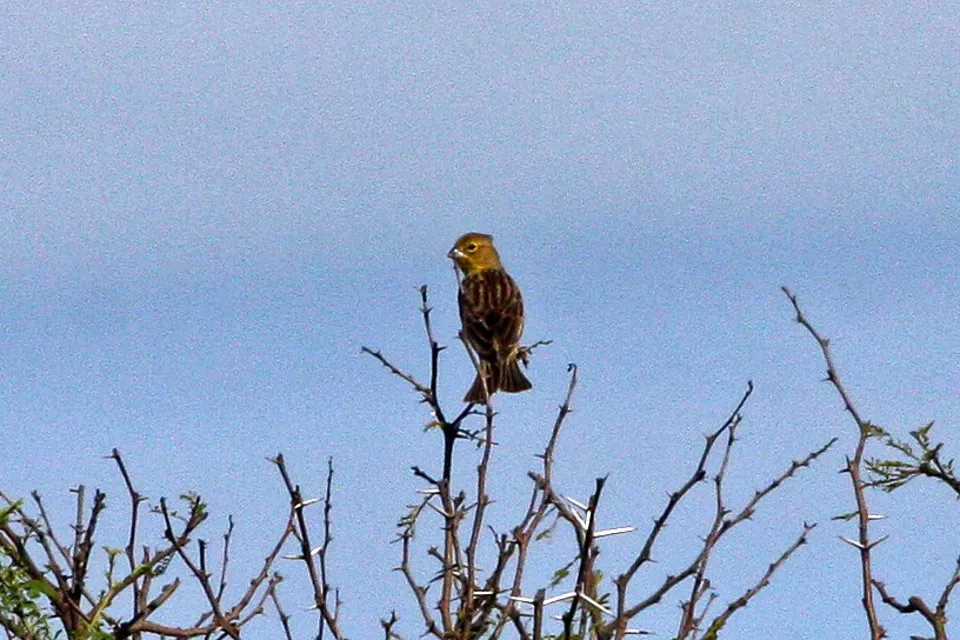 File:Grassland Sparrow (Ammodramus humeralis) (8077655108).jpg