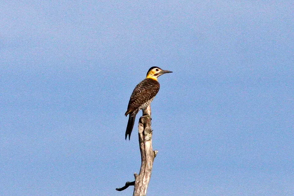 File:Campo Flicker (Colaptes campestris) (8077655624).jpg