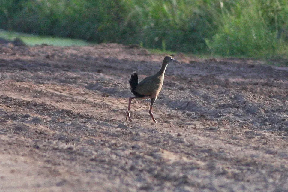 File:Giant Wood-Rail (Aramides ypecaha) (8077657408).jpg